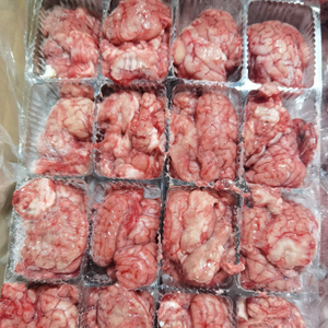 Sheep brain